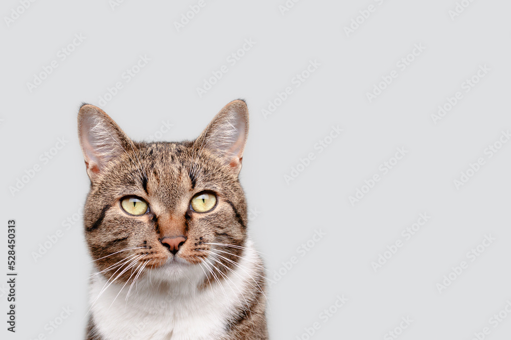 Portrait of brown shorthair domestic tabby cat in front of gray background. Selective focus.
