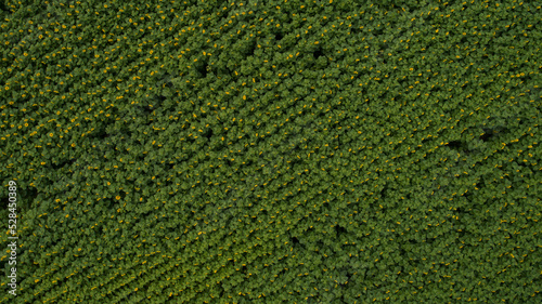 Field landscape with sunflowers. Aerial top view. High quality photo