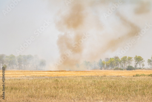 bonfire in barley fields in dried weather  © Ali Magsi