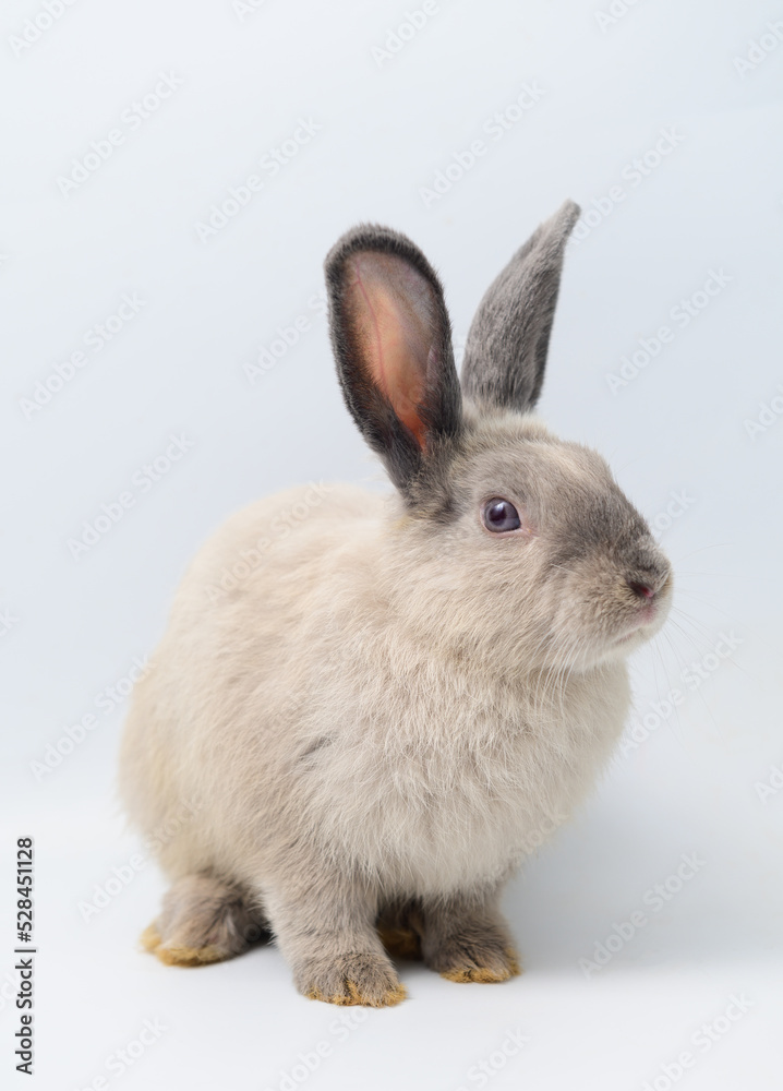 Adorable gray rabbit sitting on white background