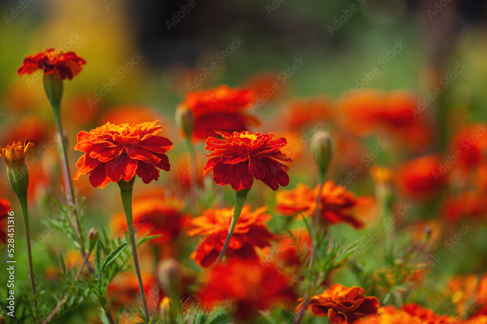 Orange and red marigolds grow in summer floral ornamental garden. Colorful flowers grows on flowerbed. Abstract autumn natural background Orange and red marigolds grow in summer floral ornamental garden. Colorful flowers grows on flowerbed. Abstract autumn natural background
