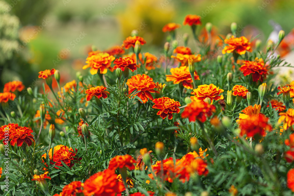 Orange and red marigolds grow in summer floral ornamental garden. Colorful flowers grows on flowerbed. Abstract autumn natural background