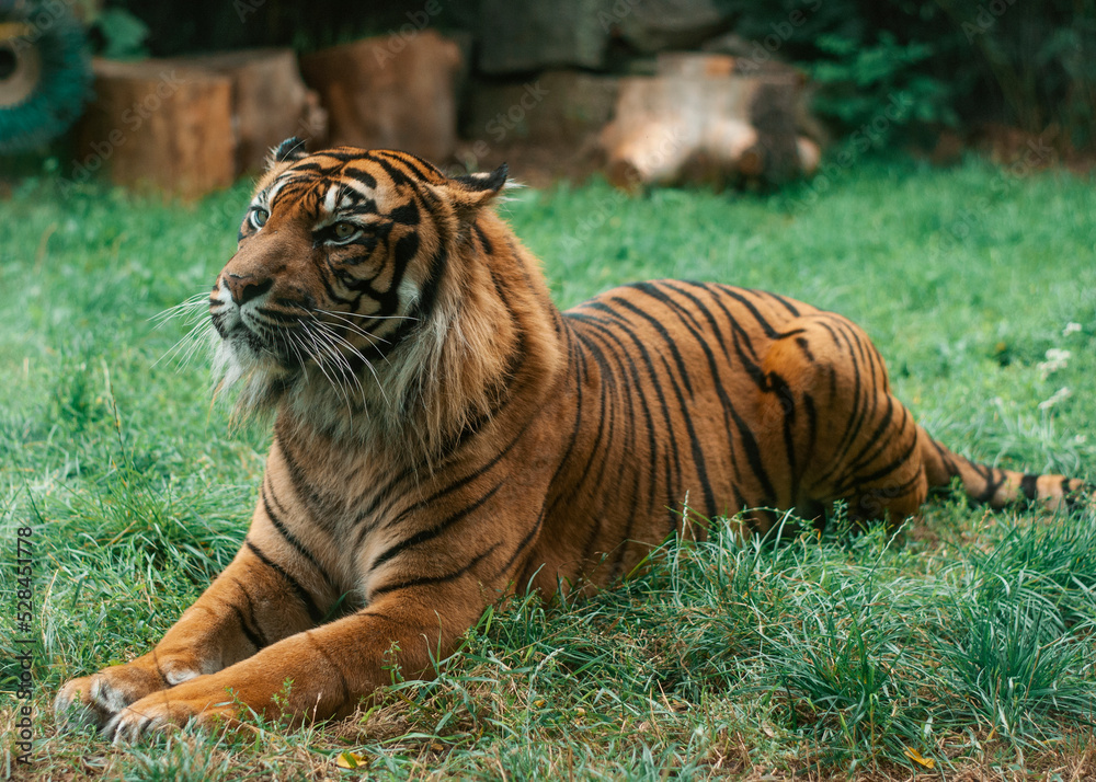 Fototapeta premium Tiger laying on the grass