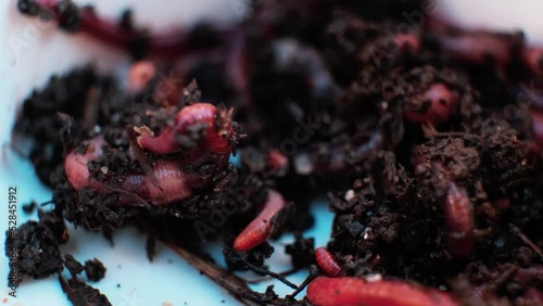 Earthworms in the black soil. Close-up of worms. Bait for fishing