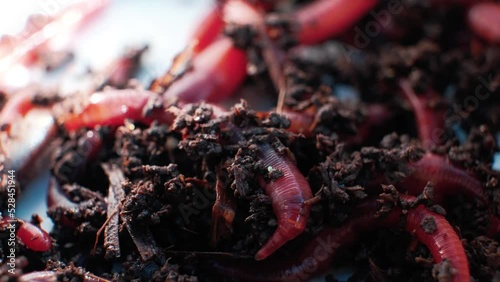 Earthworms in the black soil. Close-up of worms. Bait for fishing