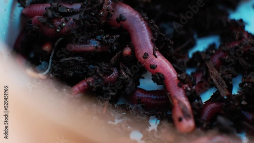 Earthworms in the black soil. Close-up of worms. Bait for fishing