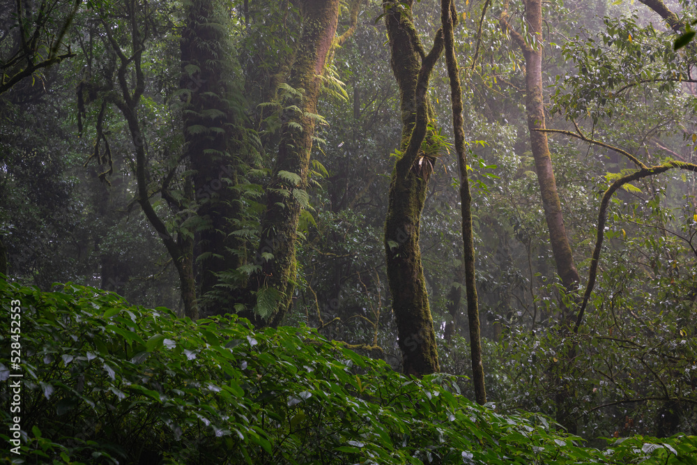 Ang Ka Luang Nature Trail is an educational ecosystem nature trail inside a rainforest on Doi Inthanon National Park in Chiang Mai, Thailand. Ang Ka Luang Nature Trail is an educational ecosystem nature trail inside a rainforest on Doi Inthanon National Park in Chiang Mai, Thailand.