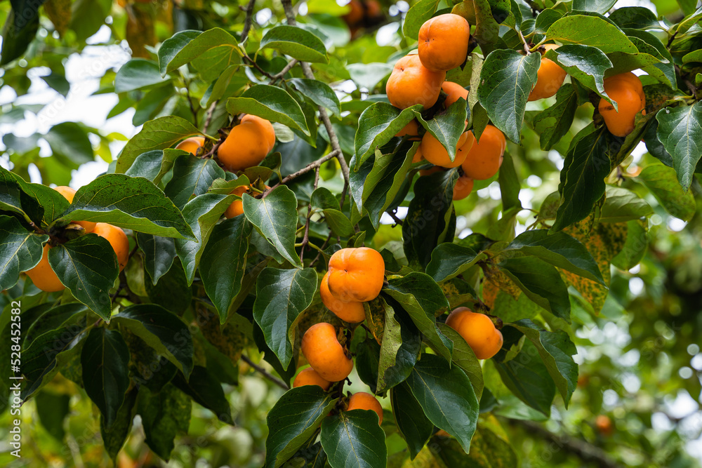Persimmon tree fresh fruit that is ripened hanging on the branches in plant garden. Persimmon tree fresh fruit that is ripened hanging on the branches in plant garden.