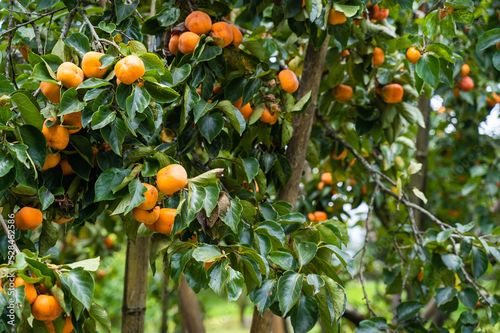 Persimmon tree fresh fruit that is ripened hanging on the branches in plant garden. Persimmon tree fresh fruit that is ripened hanging on the branches in plant garden.