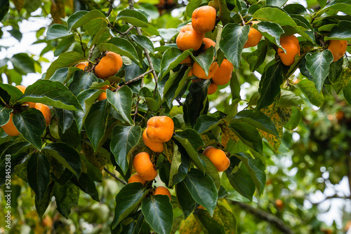 Persimmon tree fresh fruit that is ripened hanging on the branches in plant garden. photo