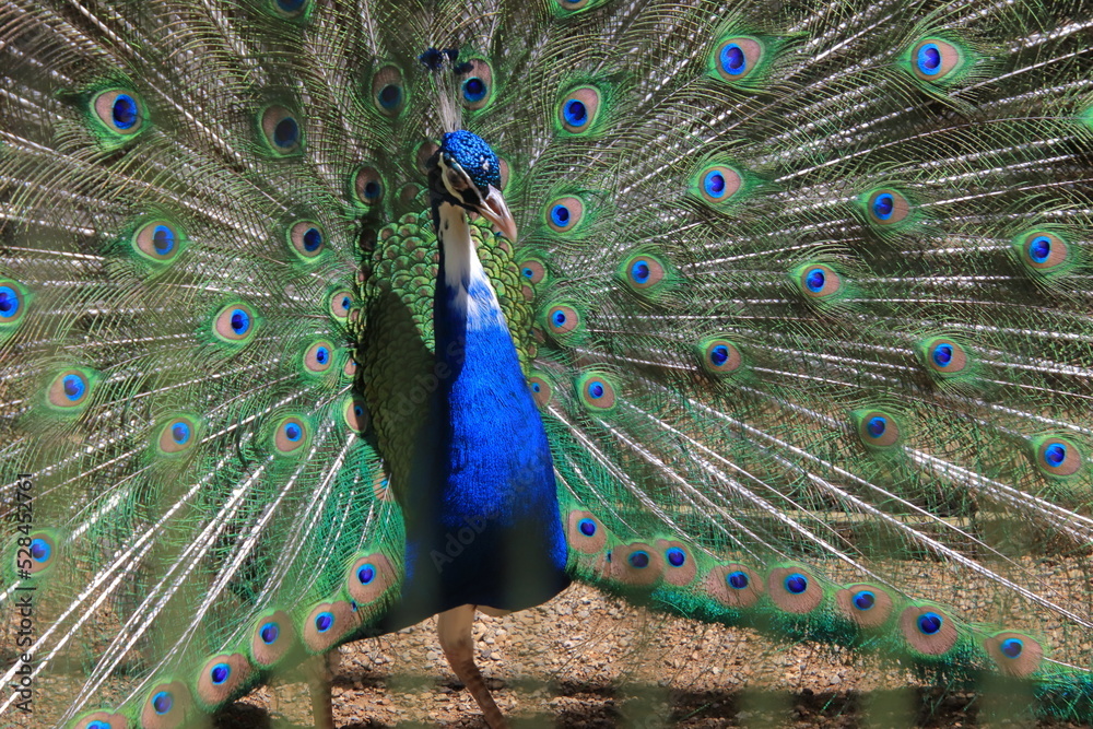 Obraz premium 羽を広げるクジャク