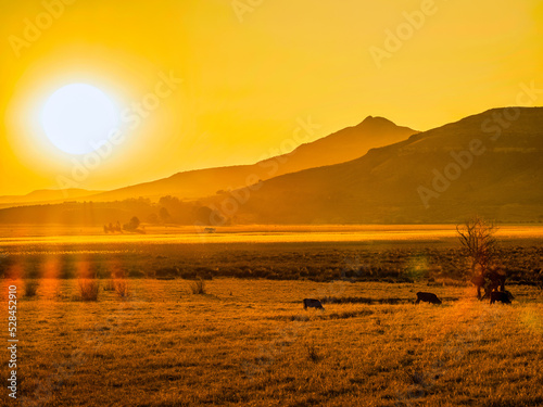 Cows grazing in Wakkerstroom village during sunset, Mpumalanga, South Africa