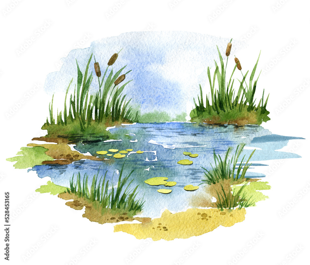 Watercolor illustration duck pond with grass and reeds, swamp - obrazy, fototapety, plakaty 