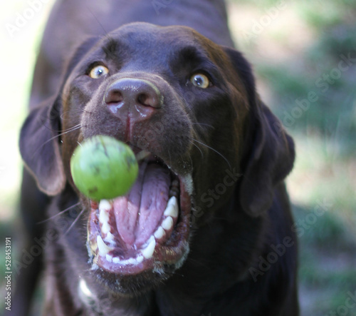 Süsses hund Fang ball in der luft