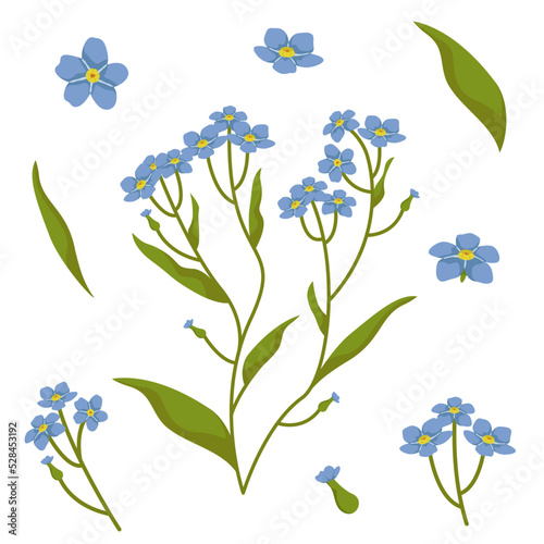 Set of myosotis design elements. Wildflowers in cartoon style.