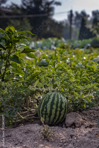 Organic watermelon cultivation in the countryside, organic food agriculture, Polish ecological village, close up photography, Podkarpackie County, Poland