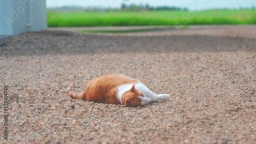 Orange cat rolling around outside on gravel  photo