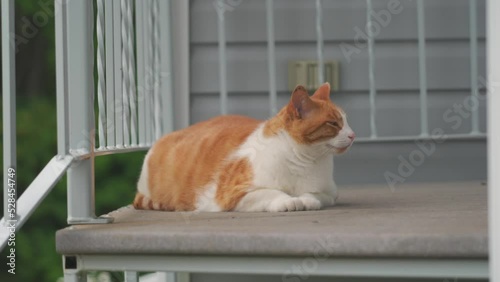Orange cat  sitting on step outside  photo