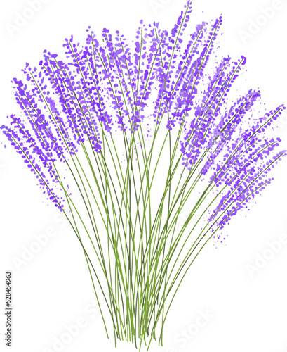 Lavender bouquet vector illustration drawn by hand