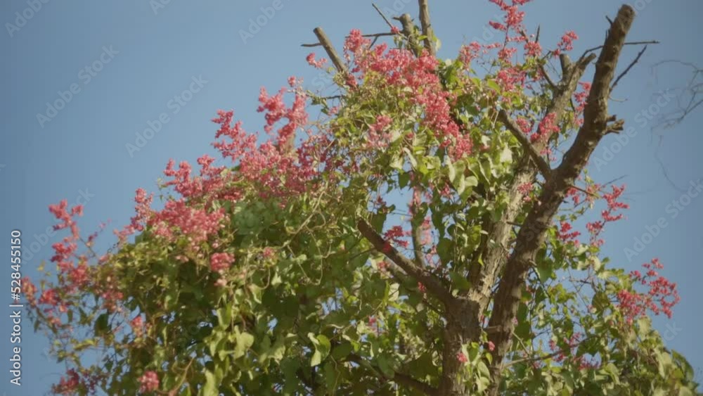 Slowmotion video of a tree full of pink flowers.
FHD Slowmotion video of a tree full of pink flowers.
FHD