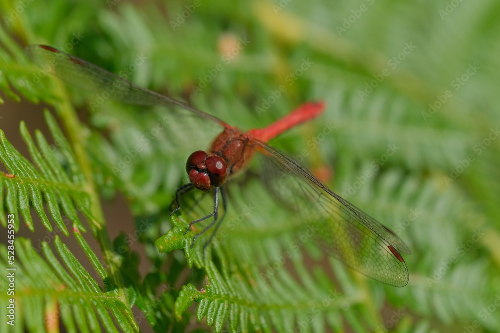 Red Dragonfly macro photography with green background.  Red Dragonfly in the nature.