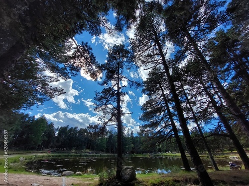 A la sombra de los abetos