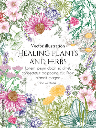 Vector frame of medicinal herbs in engraving style. Linear graphic chamomile, chicory, clover, lavender, plantain, valerian, echinacea, rosehip, coltsfoot, ginkgo
