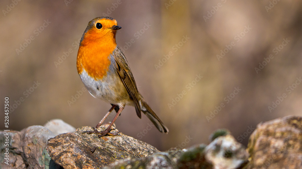 European Robin, Erithacus rubecula, Sierra de Guadarrama National Park, Segovia, Castilla y León, Spain, Europe European Robin, Erithacus rubecula, Sierra de Guadarrama National Park, Segovia, Castilla y León, Spain, Europe
