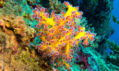 Multi-branched Trees Soft Coral, Coral Reef, South Malé Atoll, Maldives, Asia