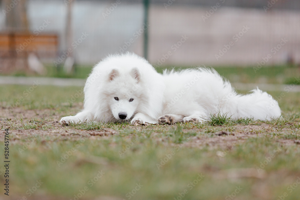 Samoyed dog running and playing in the park. Big white fluffy dogs on a walk