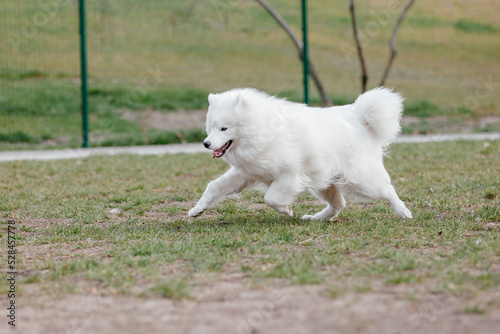 Samoyed dog running and playing in the park. Big white fluffy dogs on a walk © OlgaOvcharenko