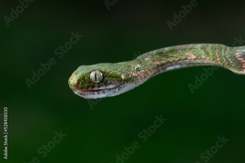 Close up of bengkulu cat snake Boiga bengkuluensis 
