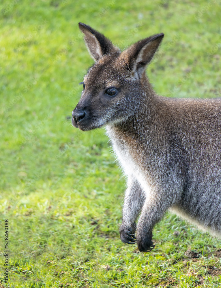 A red-necked wallaby - Notamacropus rufogriseus on a green meadow