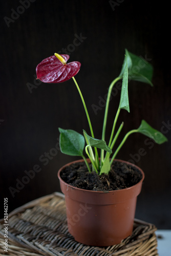 Beautiful anthurium flower ...