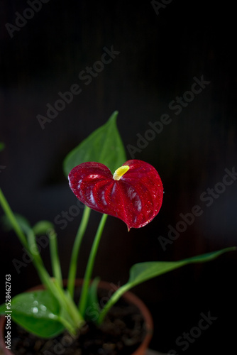 Beautiful anthurium flower ...