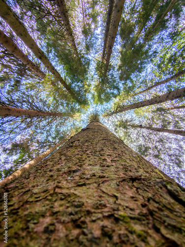 Looking up the trunk of a tall tree