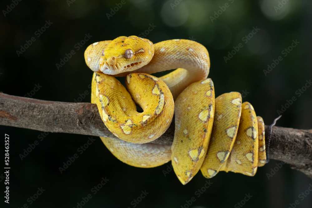 Green tree python juvenile closeup on branch with black background ...