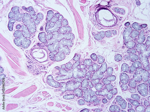 Histology of human tissue, show epithelial tissue and connective tissue with microscope view from the laboratory (not Illustration Designation)