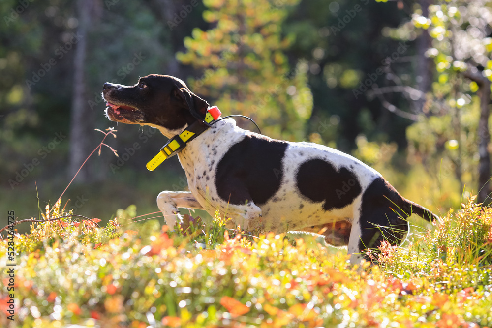 Dog english pointer