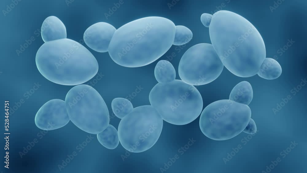 Budding Saccharomyces yeast
