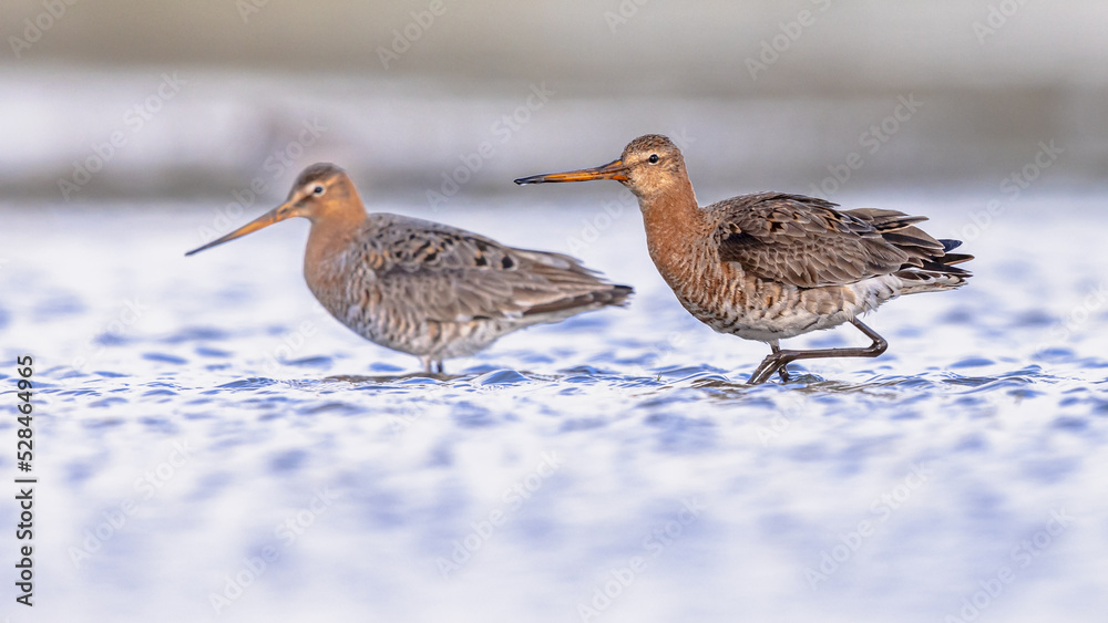 Pair of Black Tailed Godwit with Bright Background Pair of Black Tailed Godwit with Bright Background