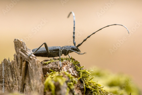 Photos Great capricorn beetle on dead wood