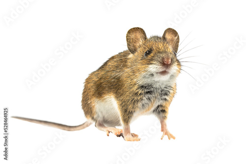 Funny mouse isolated on white background © creativenature.nl