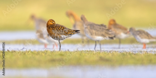 Group of Black Tailed Godwit with Bright Background