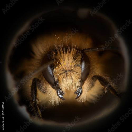 Bee Portraits Mandibles