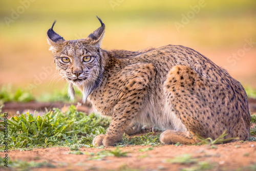 Iberian lynx on Bright Background