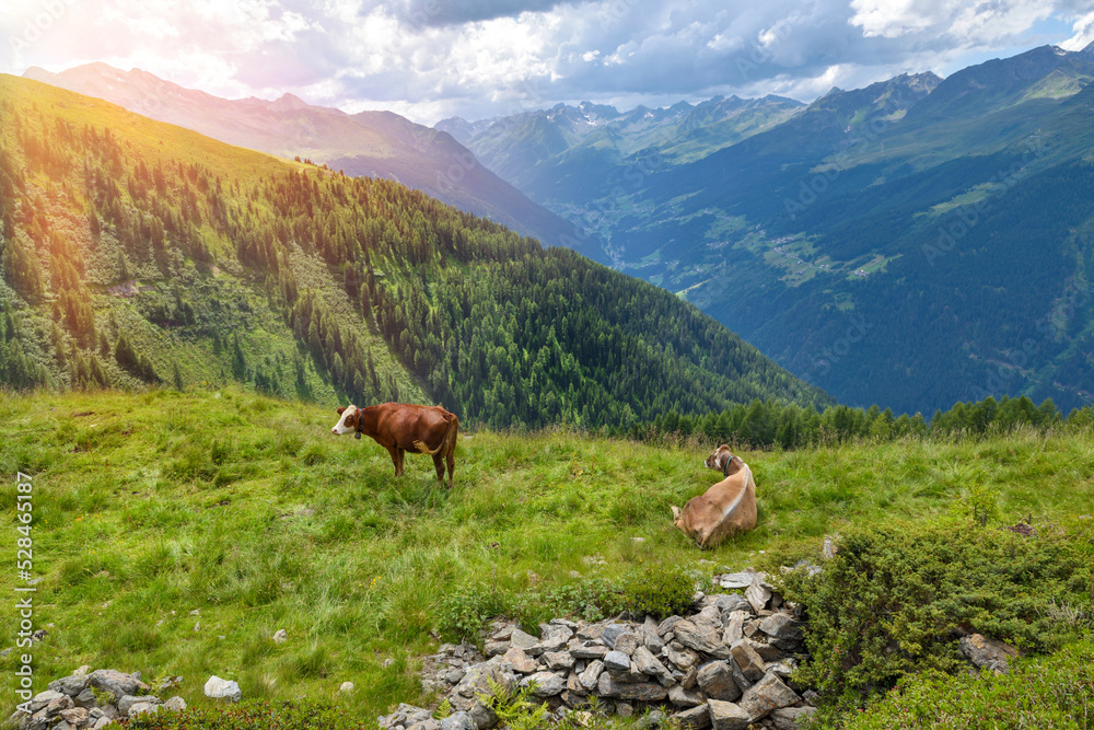 Cows grazing on a mountain pasture in Alps mountains, Tirol, Austria. View of picturesque mountain scenery in Alps with green grass on sunny day. Alpine landscape Cows grazing on a mountain pasture in Alps mountains, Tirol, Austria. View of picturesque mountain scenery in Alps with green grass on sunny day. Alpine landscape