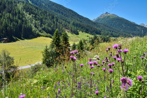 A close up view on an thistle flowers (Carduus kerneri) with beautiful view on the Alps. Alpine pasture. Blossoming