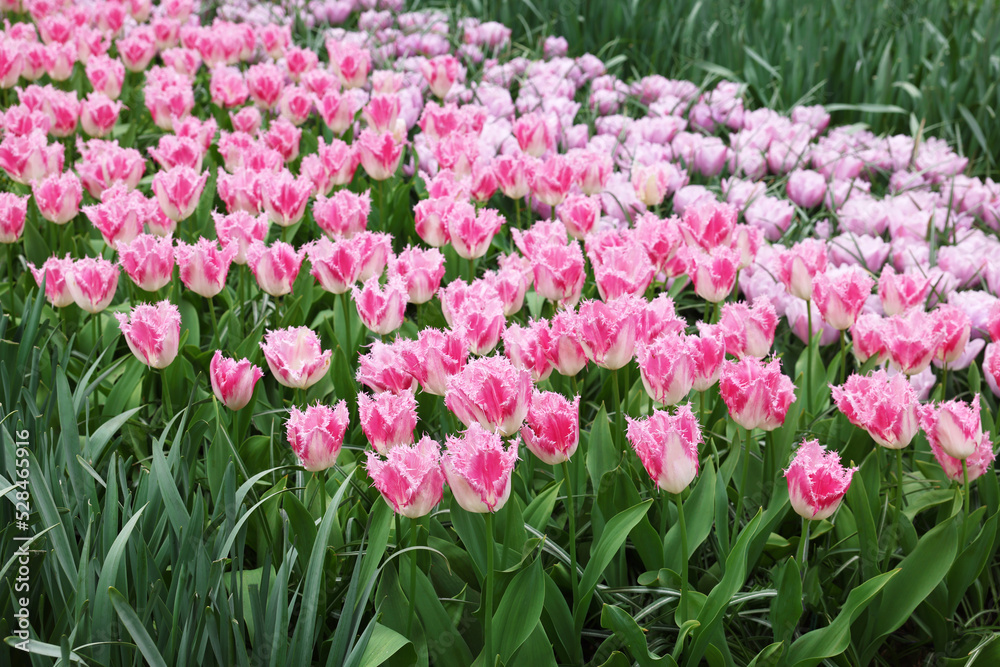 Many beautiful tulip flowers growing outdoors. Spring season Many beautiful tulip flowers growing outdoors. Spring season