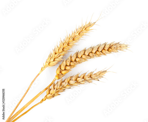 Dried ears of wheat on white background, top view